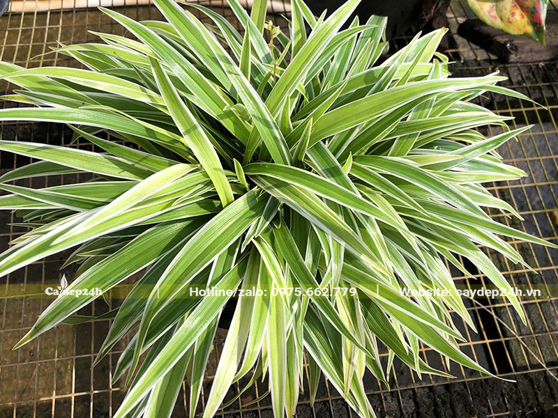 Bụi Cỏ Lan Chi đường kính hơn 40cm