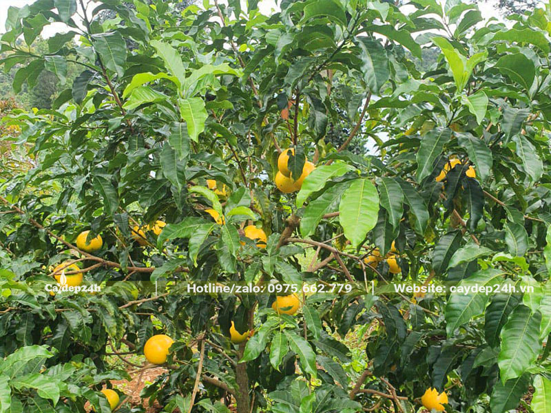 Đặc điểm hình dáng bên ngoài của cây Vú Sữa Hoàng Kim