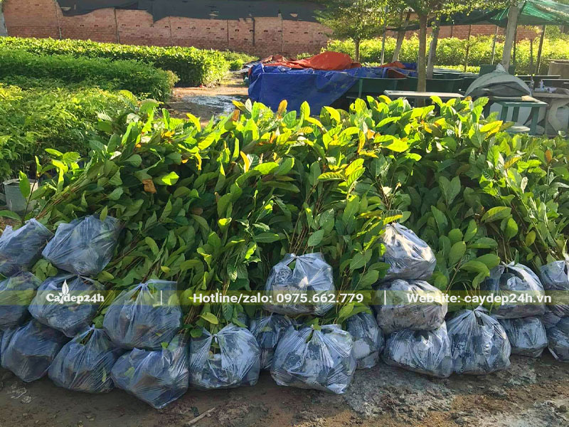 Đóng gói số lượng lớn cây Gáo Vàng giống