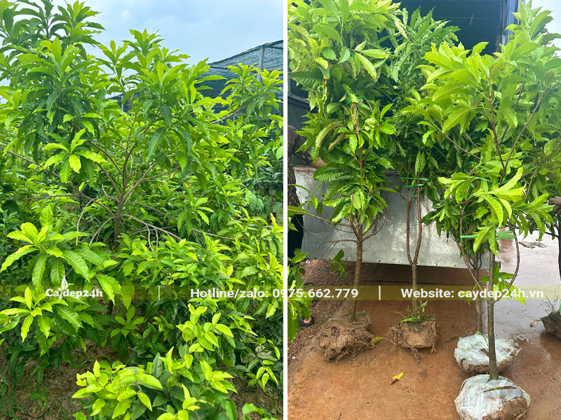 Cây ăn quả vú sữa hoàng kim nhỏ, hàng nguyên bầu