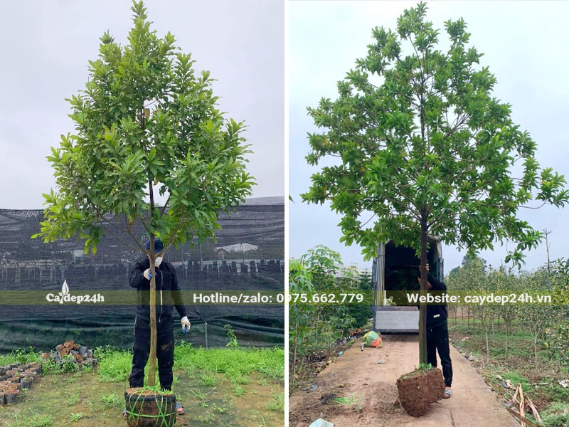 Cây Vú Sữa Hoàng Kim cao 3 - 4m