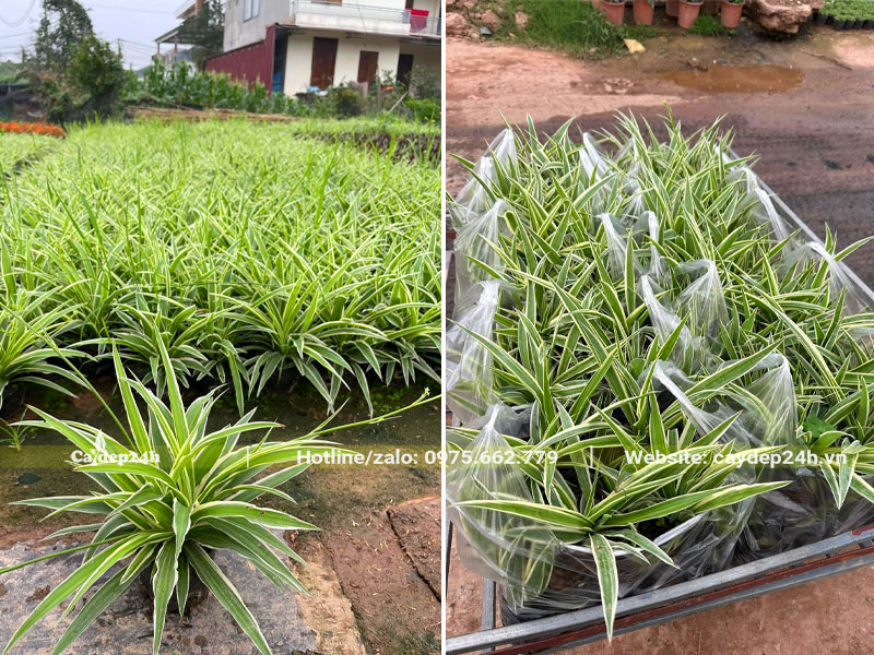 Đóng gói cây Cỏ Lan Thi vào túi nilon 5 cây/bịch