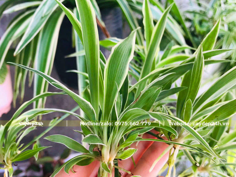 Thu hái lá và thân cây Cỏ Lan Chi để làm thuốc