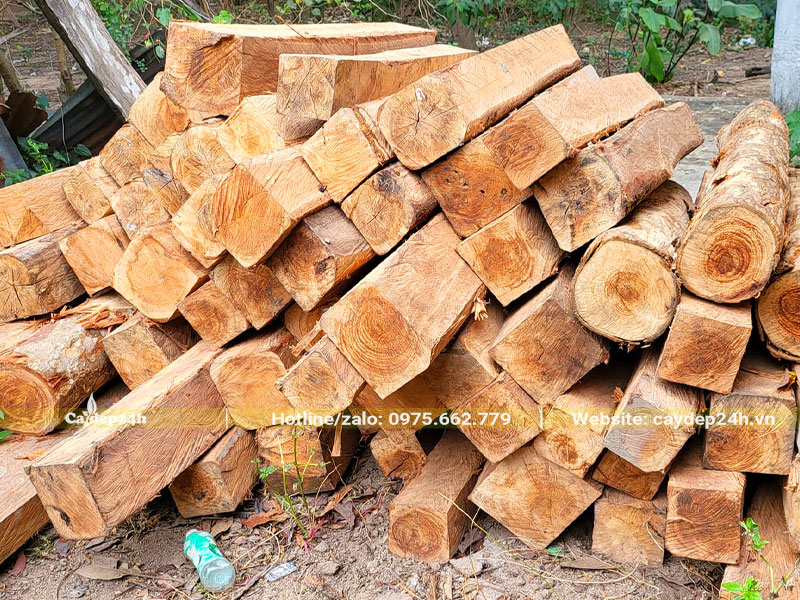 Những khối gỗ Gáo Vàng được khai thác và cắt xẻ cẩn thận