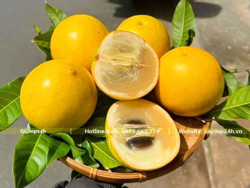 Quả Vú Sữa Hoàng Kim ăn tươi