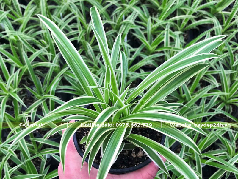 Vường dưỡng cây Cỏ Lan Chi cao 20cm