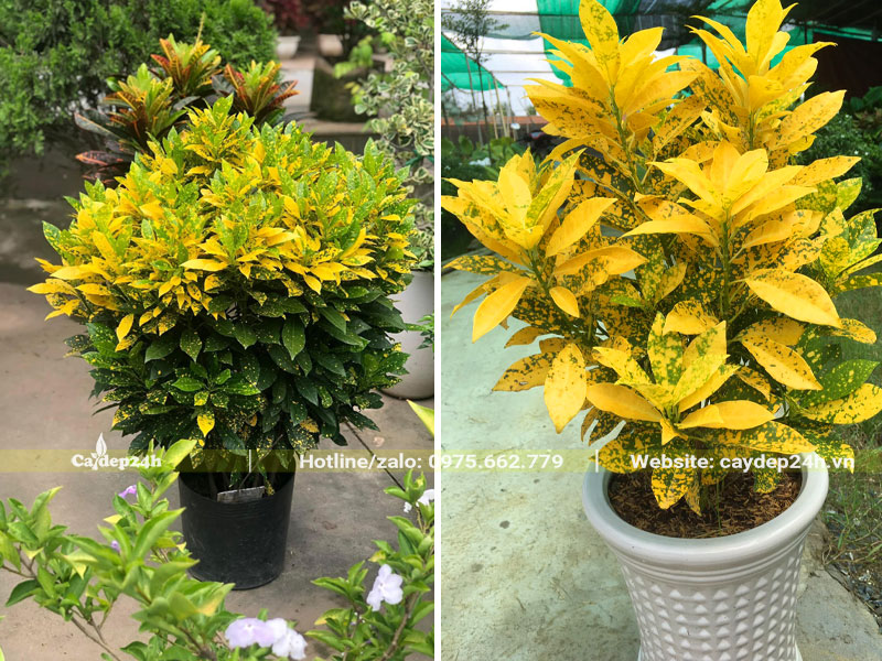 Trồng cây Cô Tòng Lá Đốm trong chậu cảnh