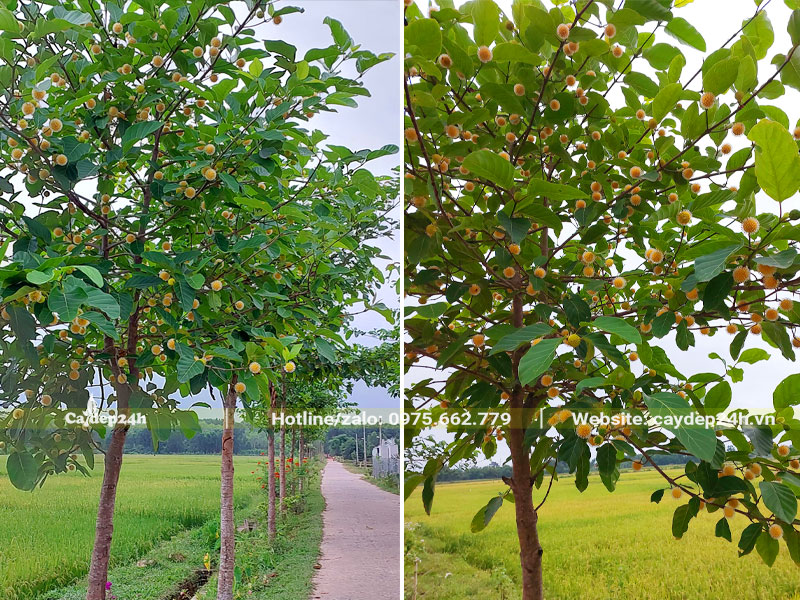 Hàng cây Gáo Vàng trồng dọc hai bên đường