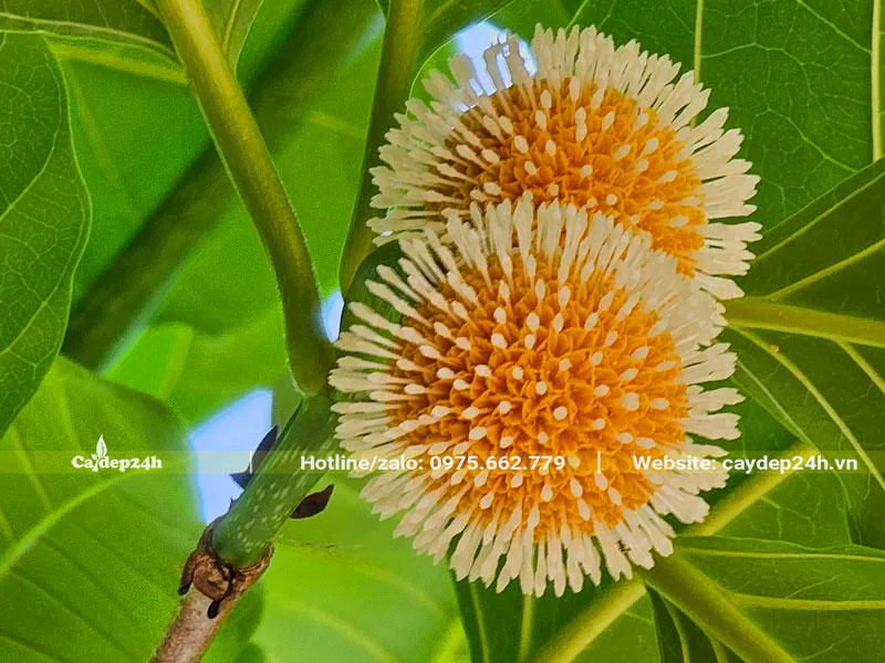 Bông hoa Gáo Vàng tròn xoe