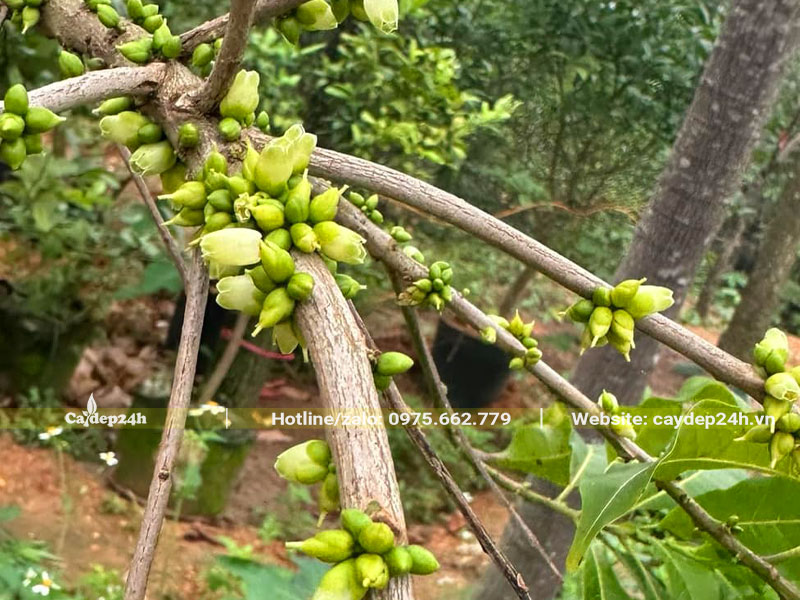 Cành cây Vú Sữa Hoàng Kim hoa siêu sai