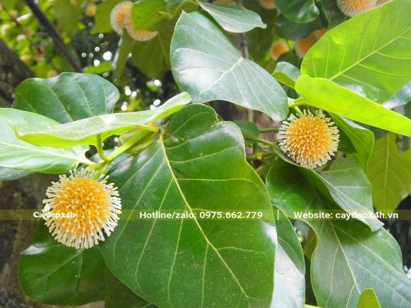 Hình dáng lá cây Gáo Vàng