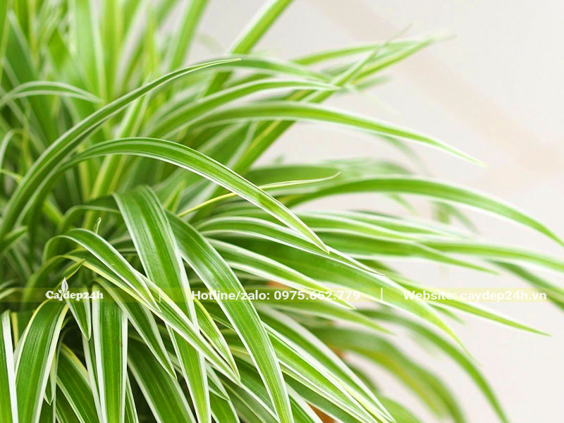 Những chiếc lá của cây cỏ lan chi cong cong tỏa tròn nhìn vô cùng đẹp