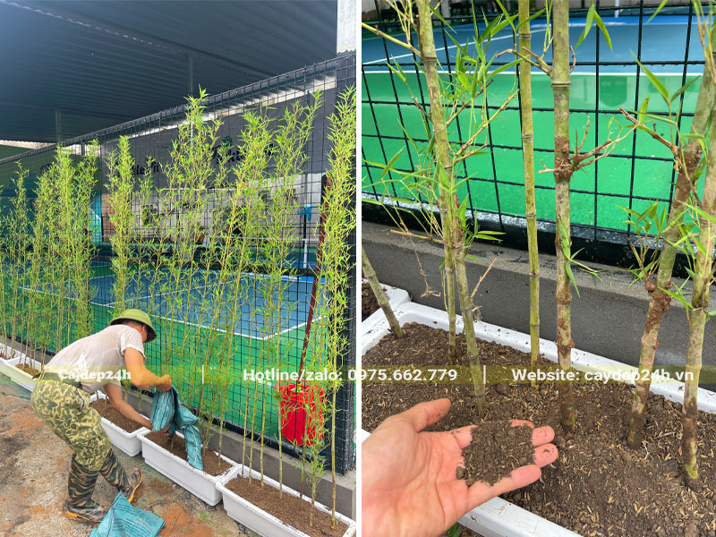 Trồng cây Trúc Quân Tử cao 1m8 vào chậu nhựa dài