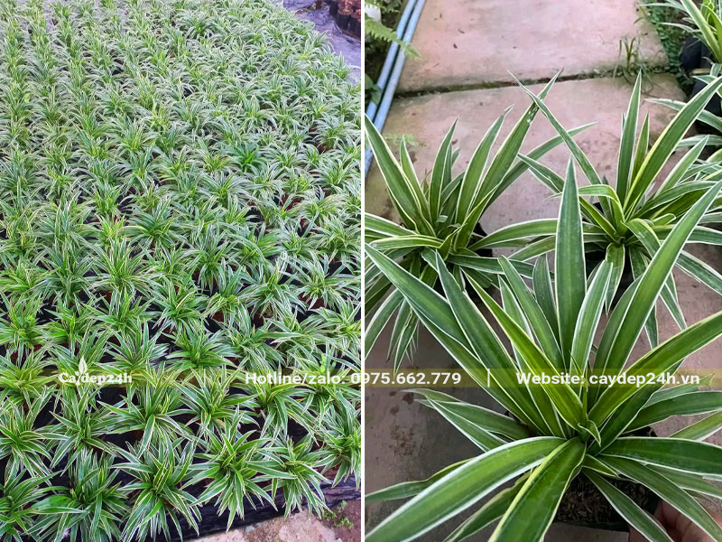 Cây trưởngt hành cao 18 - 20cm, lá tỏa đều và đẹp