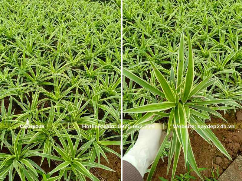 Vườn cây Dây Nhận con chiều cao gần 20cm