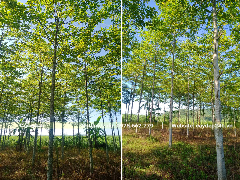 Vườn dưỡng cây Gáo Vàng công trình cao 6 - 7m