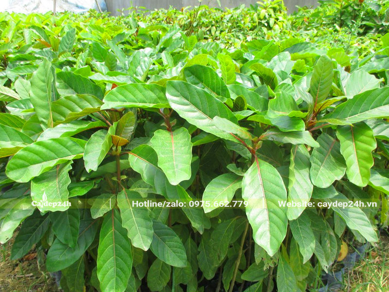 Vườn cây giống Gáo Vàng cao hơn 50cm
