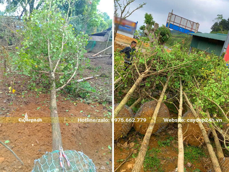 Tập kết cây ngân hạnh đường kính gốc 10cm đưa lên xe tải