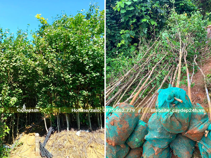 Bứng số lượng lớn cây ngân hạnh kích thước nhỏ, chiều cao chỉ hơn 1m