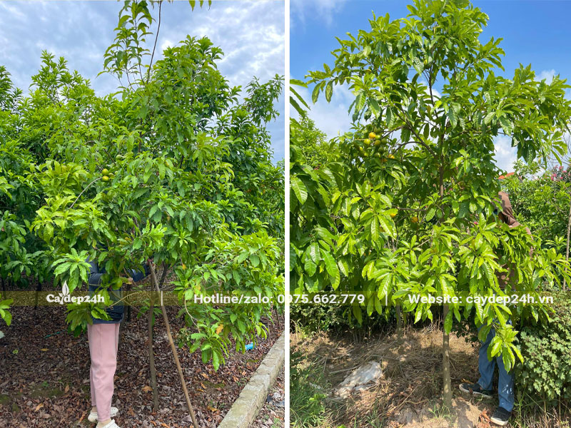 Vườn cây vú sữa hoàng kim trưởng thành cao 3m