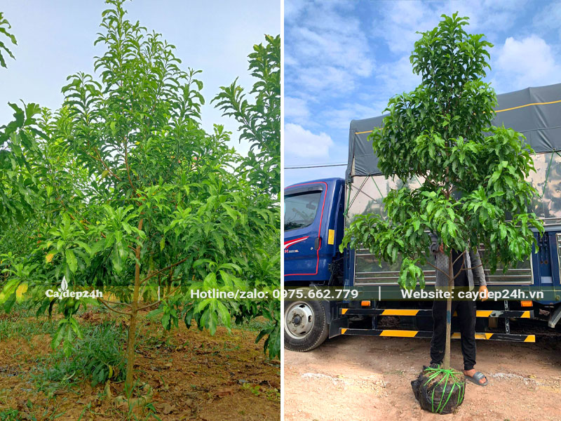 Cây Vú Sữa dâm ủ kỹ cao hơn 2m được chuyển lên xe