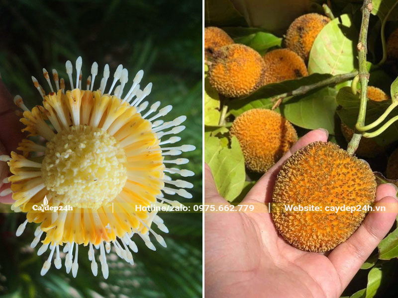 Quả của cây Gáo Vàng