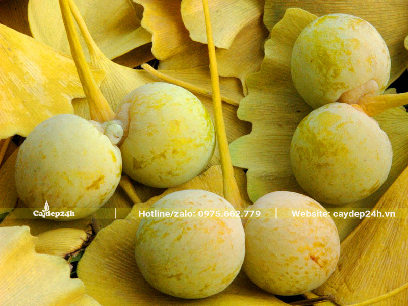 Bạch Quả chín vàng mới thu hái
