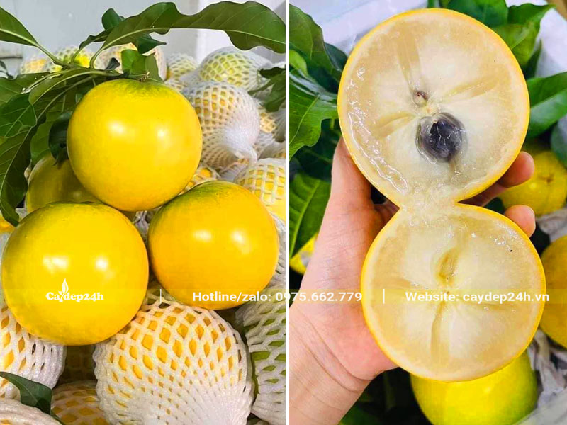 Quả Vú Sữa vàng tươi khi chín