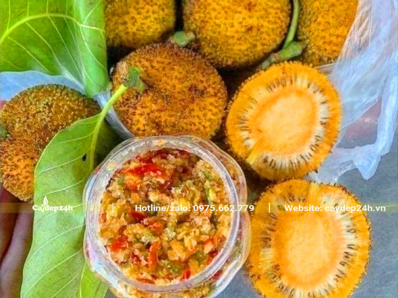 Quả Gáo Vàng vừa chín tới dùng để chấm muối ớt