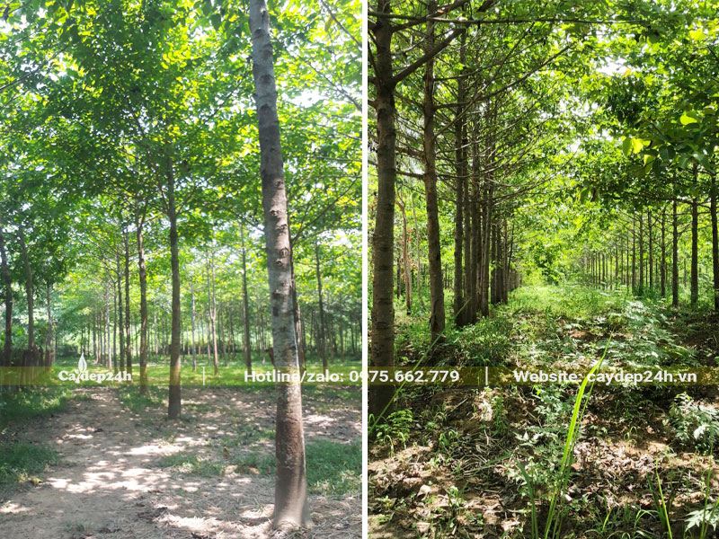 Rừng cây Gáo Vàng trưởng thành cao lớn vanh từ 30cm trở lên