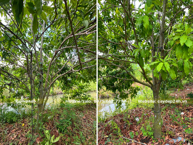 Vườn chuyên canh cây vú sữa hoàng kim lâu năm