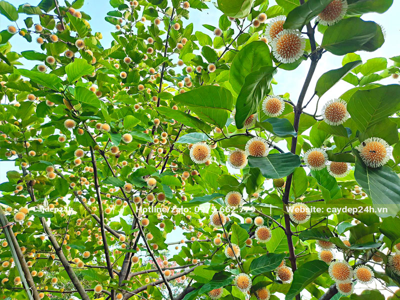 Những chùm hoa tròn xoe nở đầy trên cành nhánh của cây Gáo Vàng