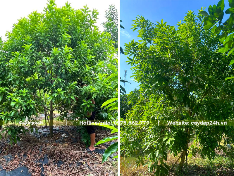 Những cây Vú Sữa hoàng kim kích thước lớn cao khoảng 3m