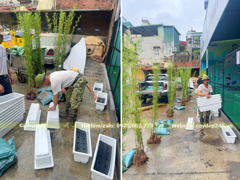 Xếp chậu trồng vào vị trí trồng cây tại Công Ty Dược Phẩm Pharbaco