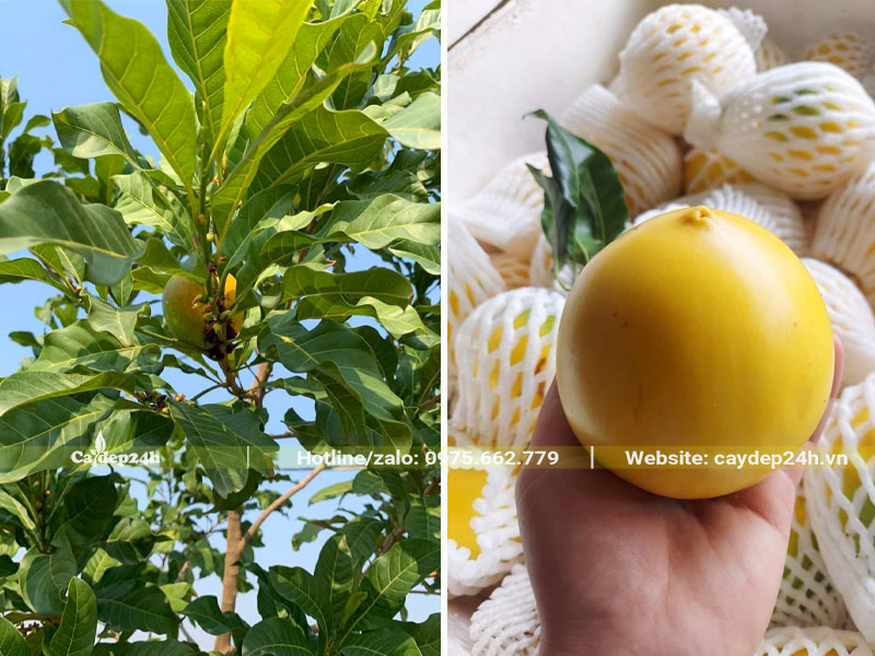 Thu hoạch và bọc quả vú sữa hoàng kim