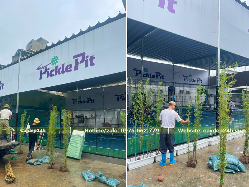 Những bó cây Trúc Quân Tử được chuyển đến vị trí trồng