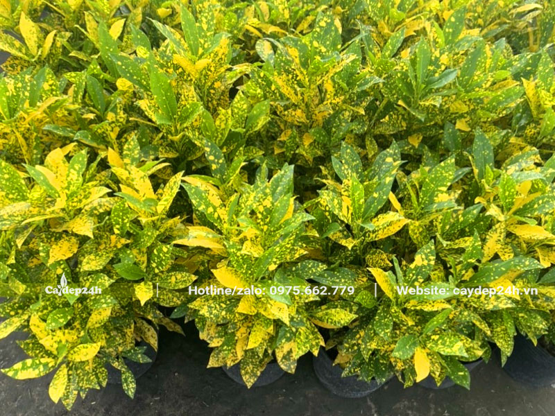 Chuyển đảo cây Cô Tòng Lá Đốm cao 30 - 40cm