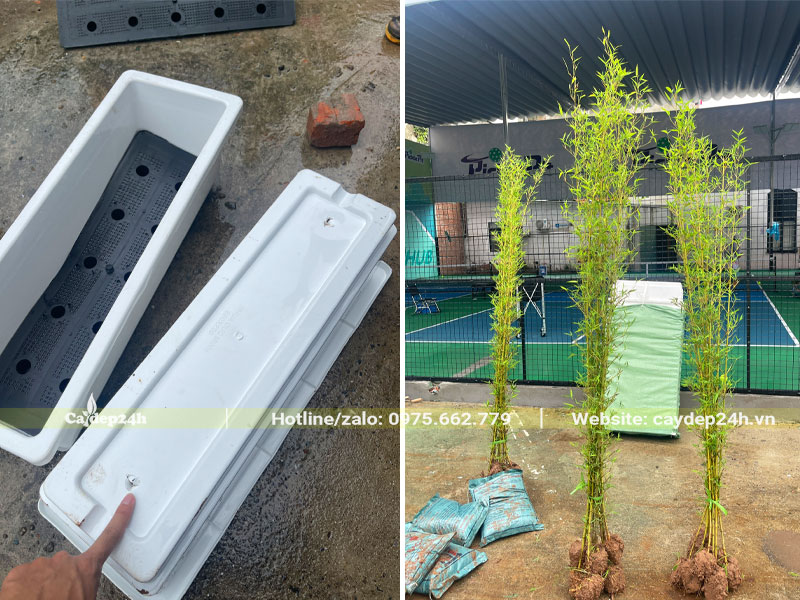 Tập kết cây trồng cho dự án công ty dược phẩm Pharbaco