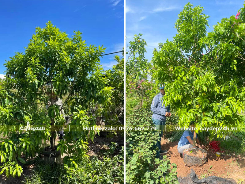 Bứng nóng cây vú sữa hoàng kim cao hơn 2m, đường kính gốc 5cm