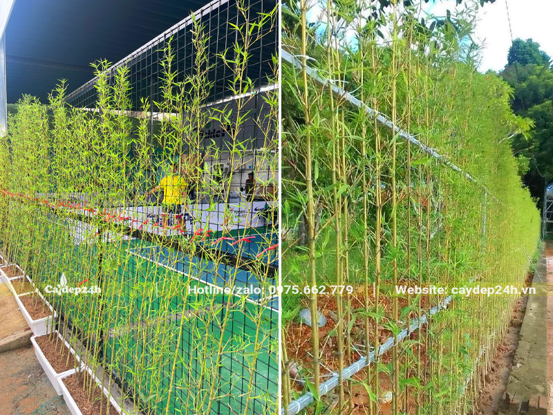 Những hàng cây xanh trồng cho Công Ty Pharbaco