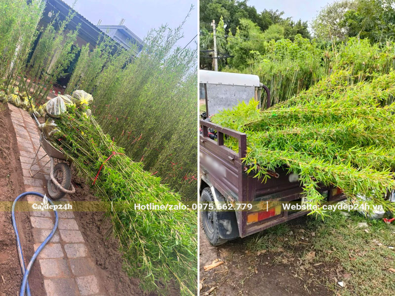 Thu hoạch cây Trúc Quân Tử tại nhà vườn để cung cấp cho dự án công ty pharbaco