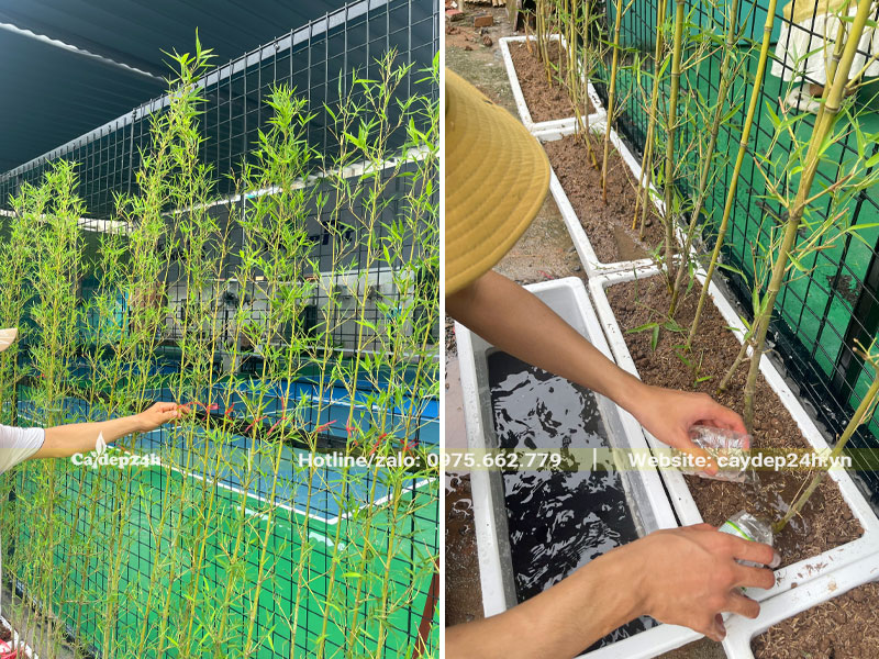 Tiến hành tưới nước sau khi trồng cây cho Công ty Pharbaco