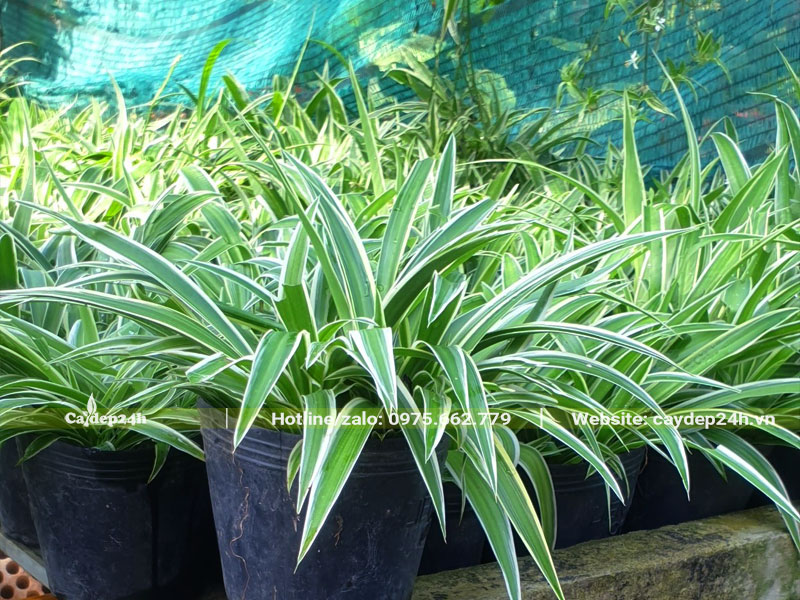 Hàng trăm chậu Cỏ Lan Chi trưởng thành cao 20cm
