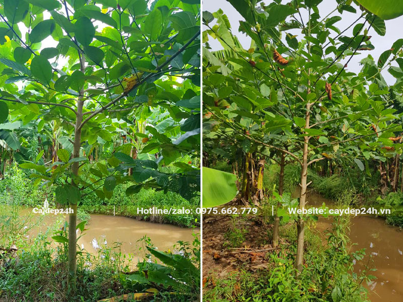 Vườn cây Gáo Vàng choai choai cao hơn 2m, đường kính gốc 5cm