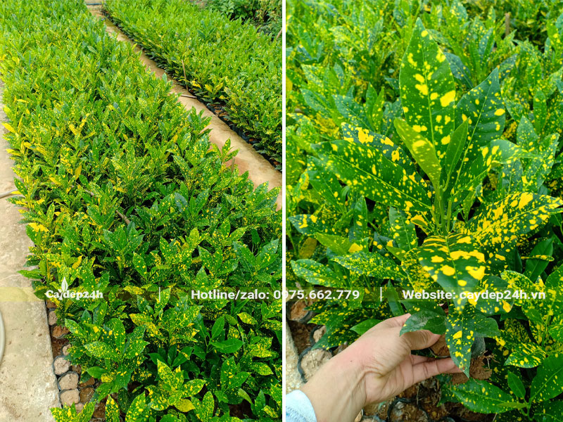 Vườn cây giống Vàng Chanh