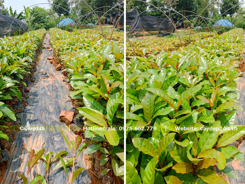 Những luống cây Gáo Vàng giống đạt điều kiện xuất vườn