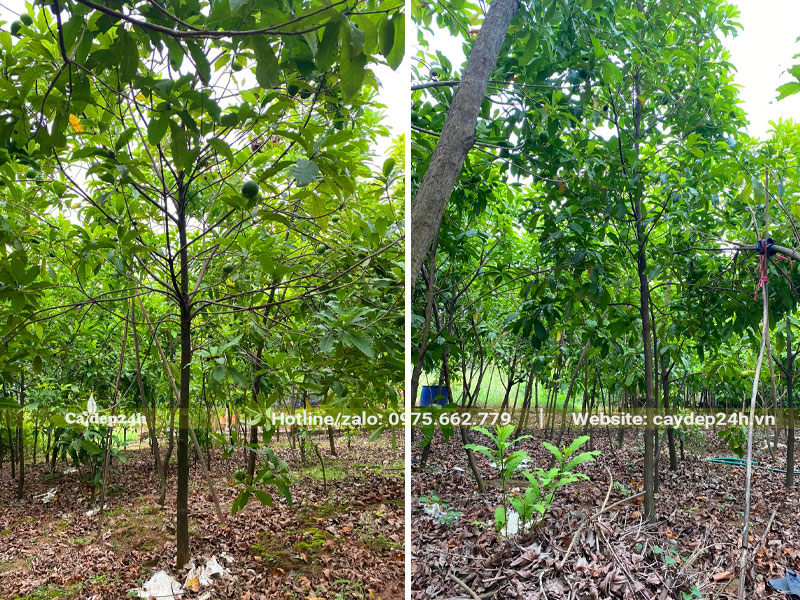 Vườn trồng và dưỡng cây vú sữa hoàng kim trưởng thành cao 4m