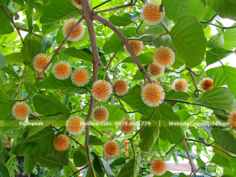 Những bông hoa Gáo màu vàng tươi thu hút