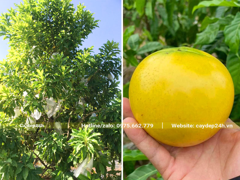 Trồng cây Vú Sữa Hoàng Kim trồng trước nhà