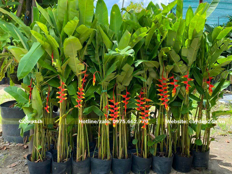 Cây sẵn hoa chiều cao khoảng 1,5 - 2m